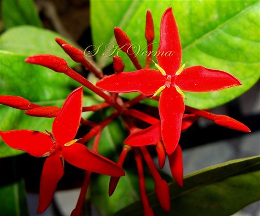  Flowers